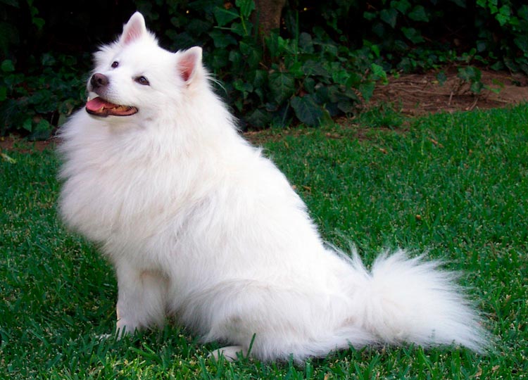 raza de perro Spitz americano