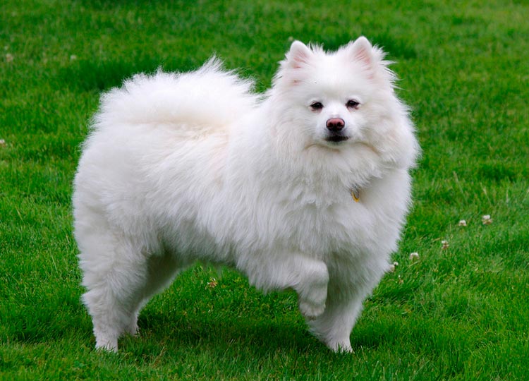 Perro de la raza Spitz americano