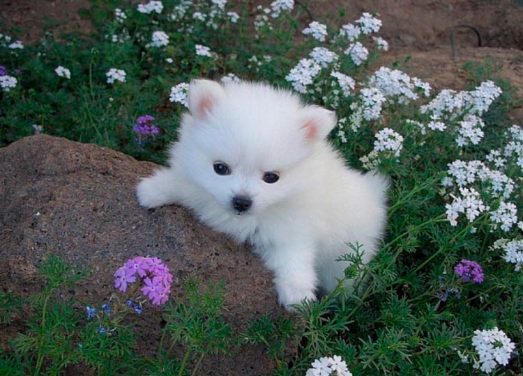 cachorro de spitz americano
