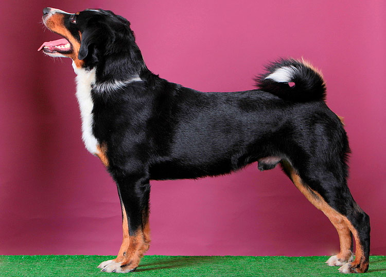Appenzeller Sennenhund de clase show