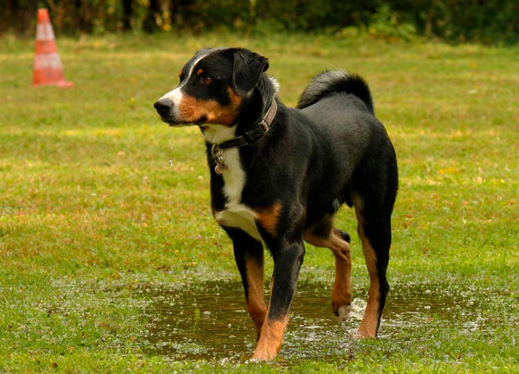 perro de raza Appenzeller sennenhund