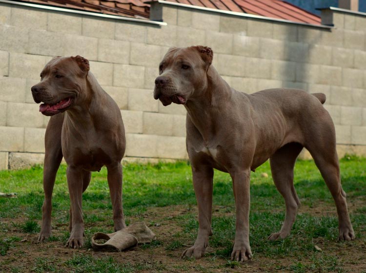 Criadero de bandog americano