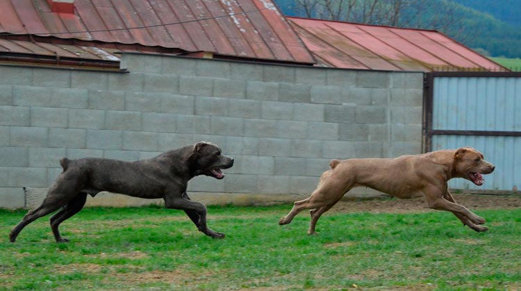 Bandog americano o bandog mastiff