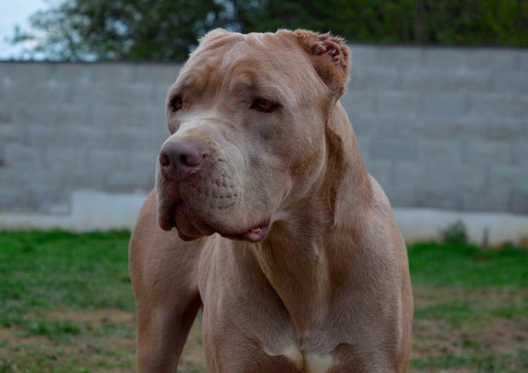 tipo de perro American Bandog