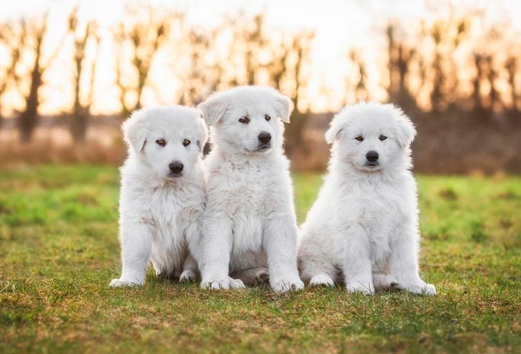 Cachorros de pastor suizo blanco