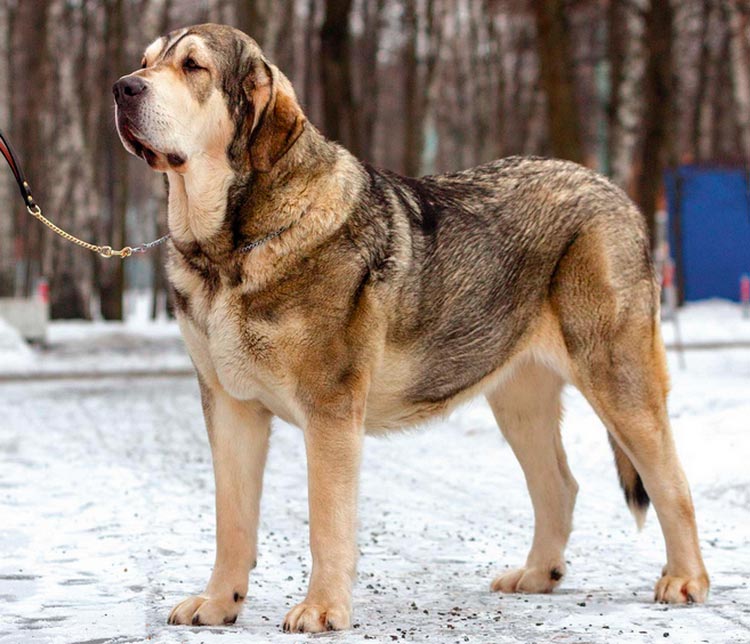 perro de raza mastín español