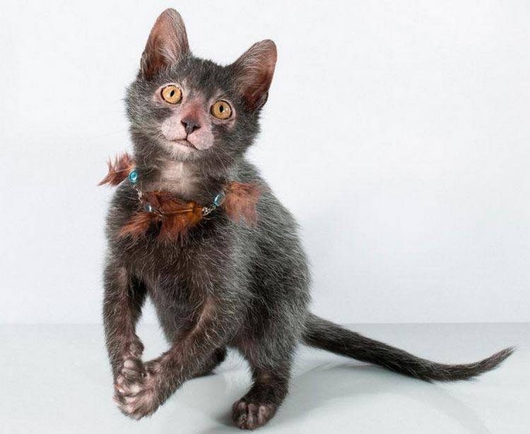 ¿Cuánto cuesta un Lykoi?