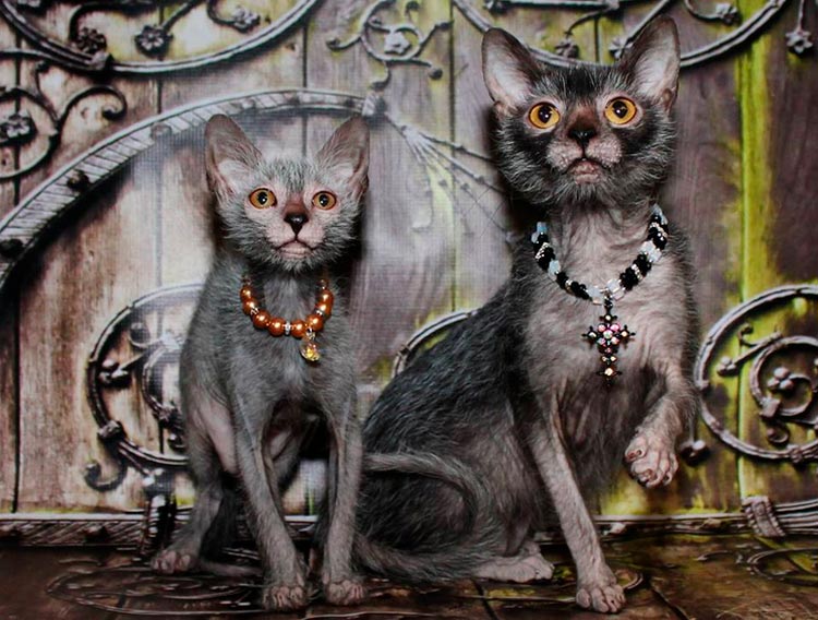 Gato y gata Lykoi