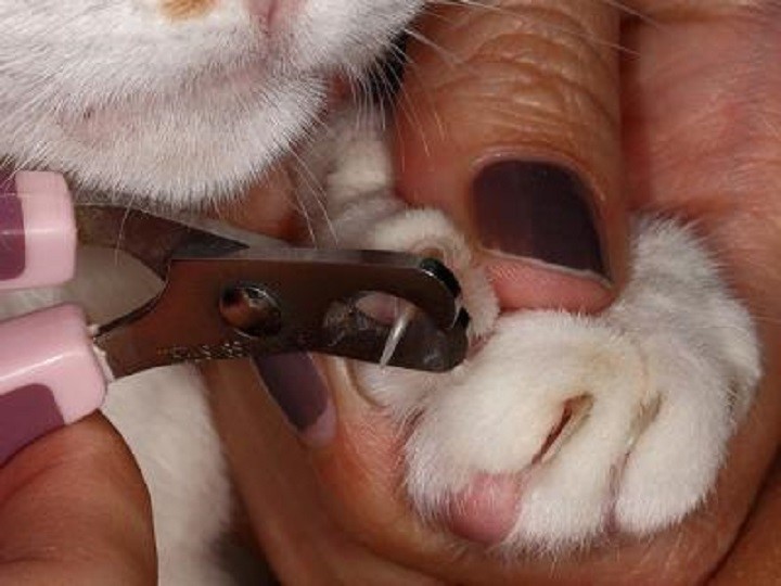 Corte de uñas al gato