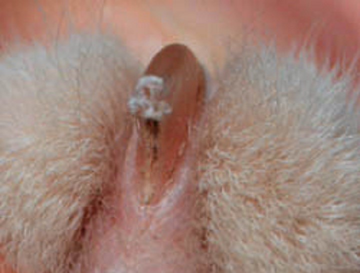 Corte de uñas al gato
