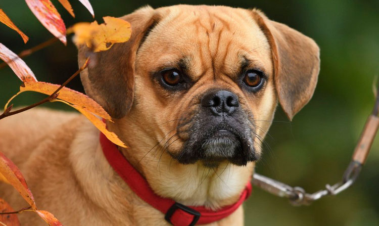 Cómo es un Puggle