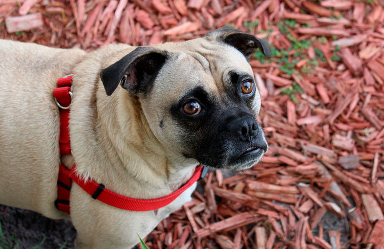 raza Puggle