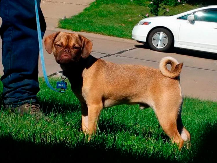 Earl, el Puggle gruñón