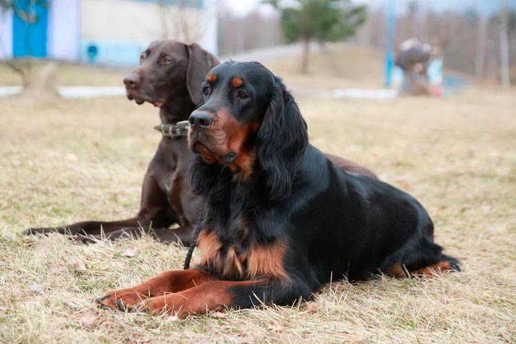 Setter escocés o kurzhaar