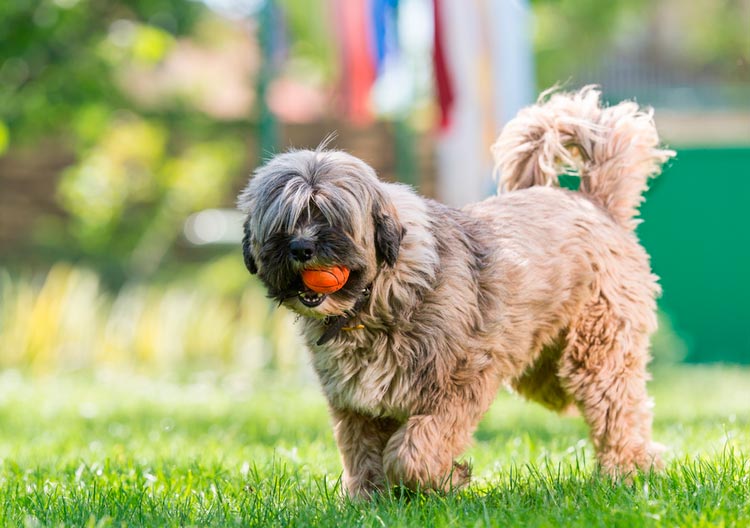 corte de pelo del terrier tibetano