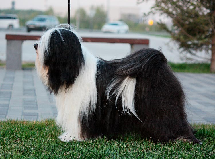 Raza de perro Terrier Tibetano