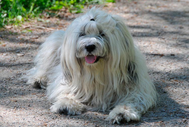 perro de raza terrier tibetano