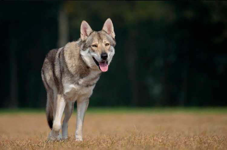 perro lobo de Saarloos carácter