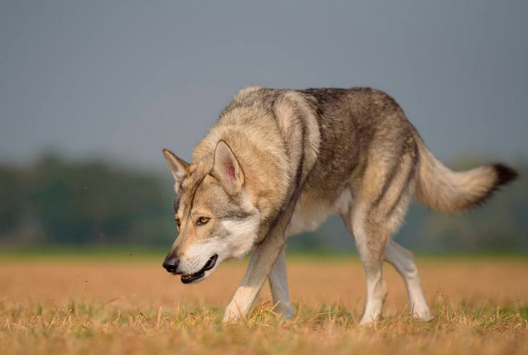 cómo es el perro lobo de Saarloos