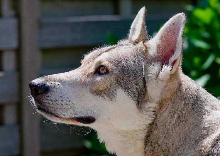 raza perro lobo de Saarloos
