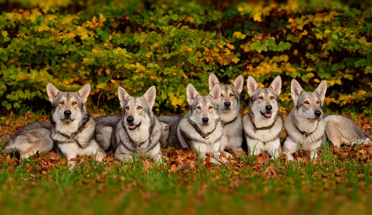 perro lobo de Saarloos