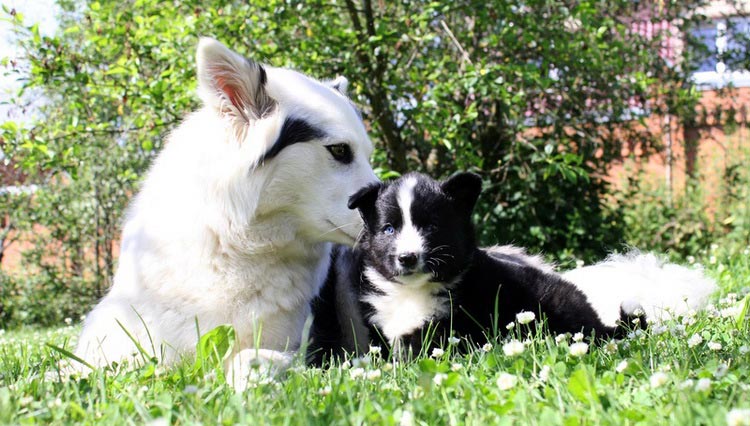 laika yakutiana con cachorro