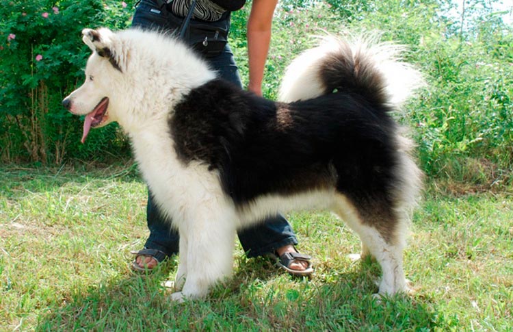 perro de raza laika yacuta