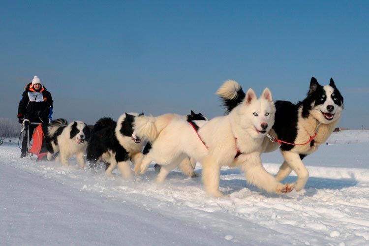 raza canina laika de Yakutia