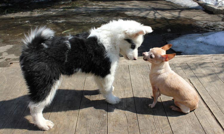 cachorro de laika de Yakutia y chihuahua