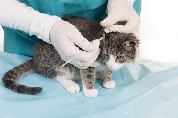 El veterinario revisa las orejas del gato