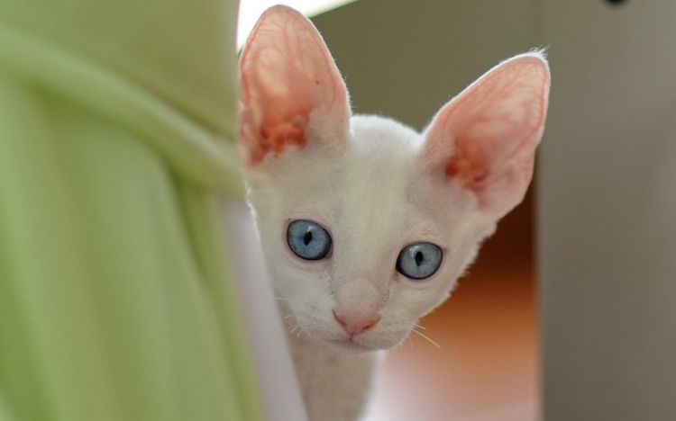 Gatito simpático