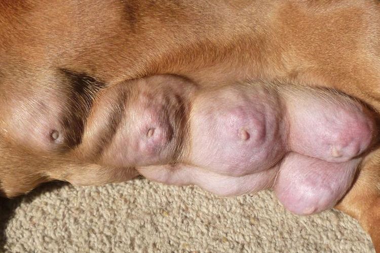 Mastitis en perros