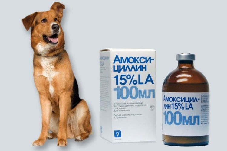 Amoxicilina para perros