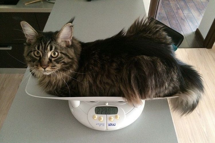 Gata en la báscula