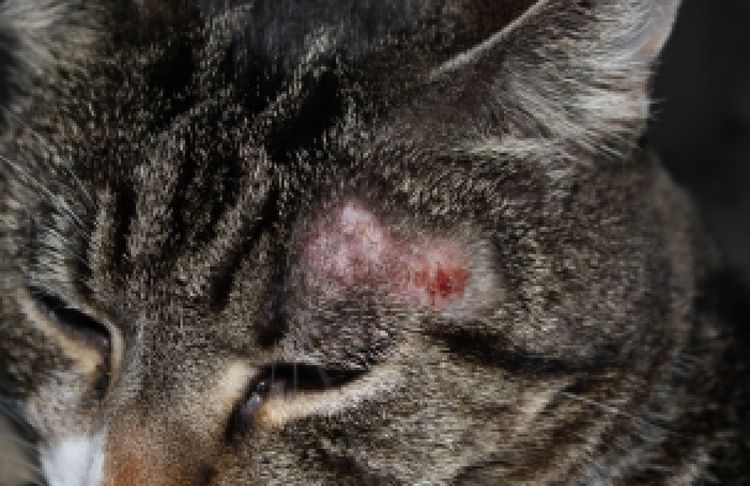 Signos de alergia en gatos