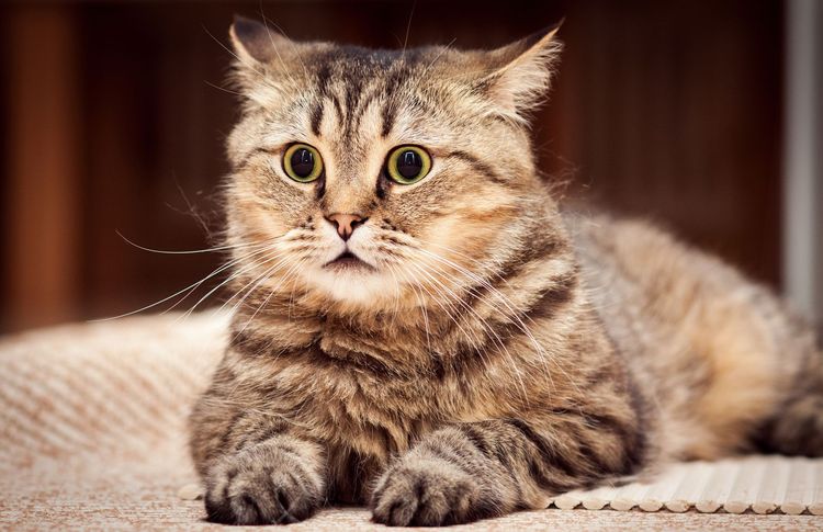 Gato sorprendido