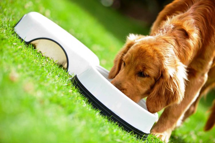 El spaniel come del cuenco