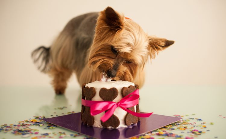 York comiendo pastel