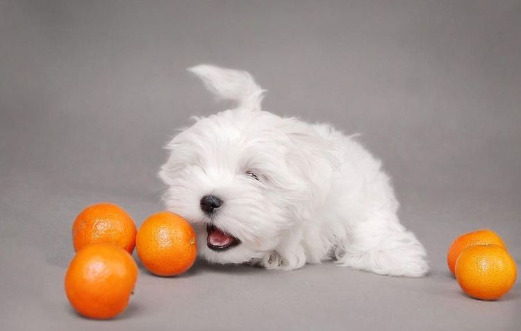 El perro blanco come naranjas