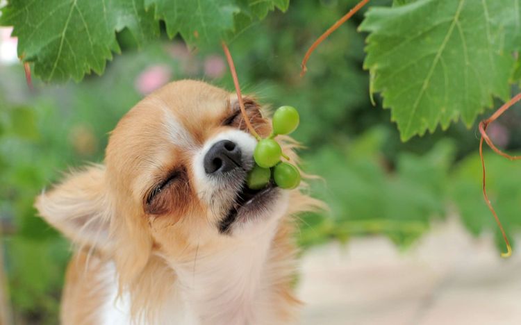 El cachorro come uvas