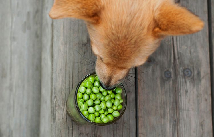 Perro y guisantes