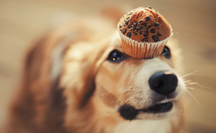 Perro y pastelito