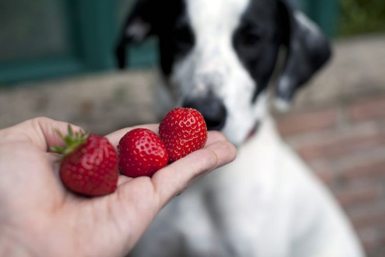 Perro y fresa