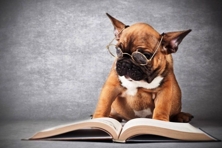 Perro con gafas y un libro