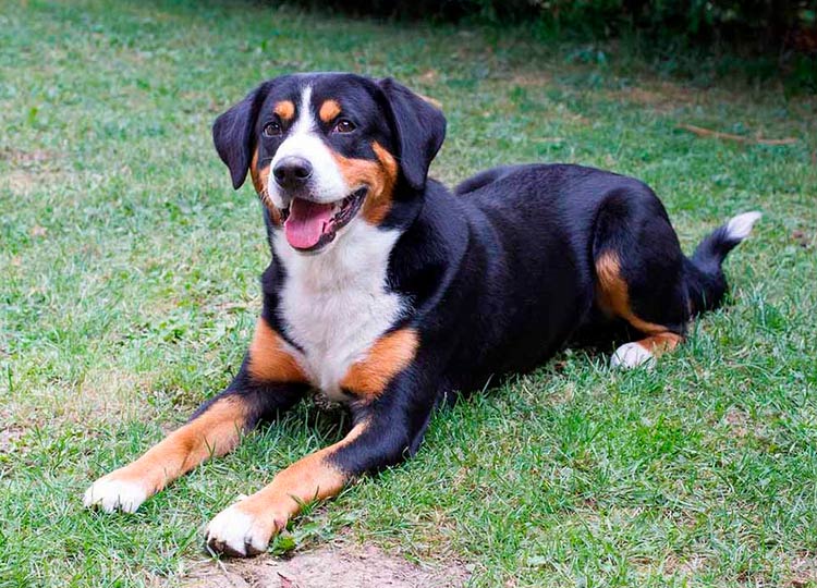 Appenzeller Sennenhund foto