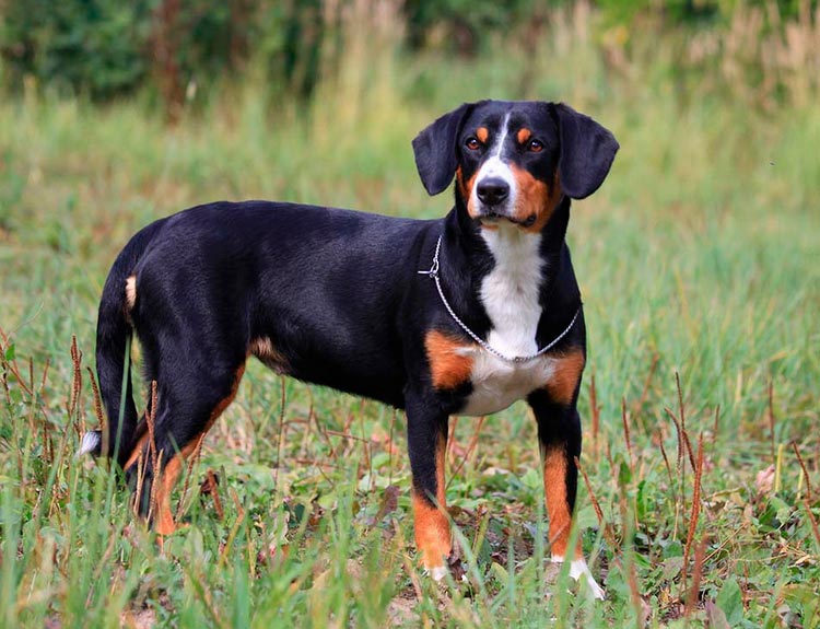 raza de perros Appenzeller Sennenhund