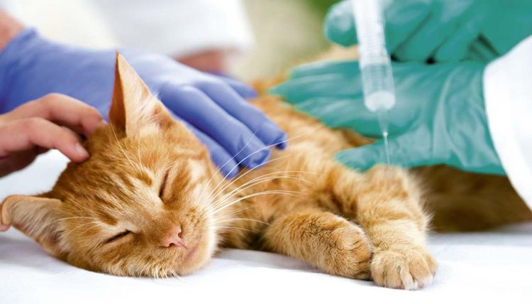 Gato en el veterinario