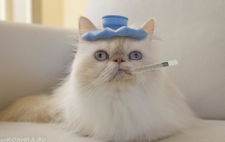 Temperatura en el gato