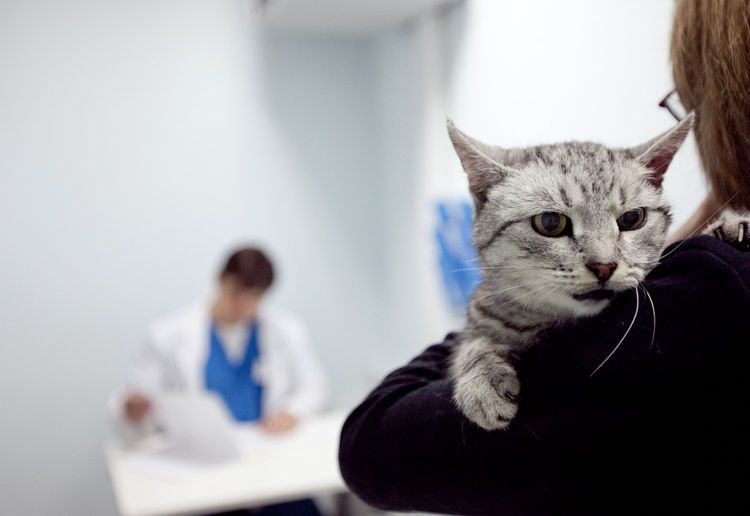 Gato en el veterinario