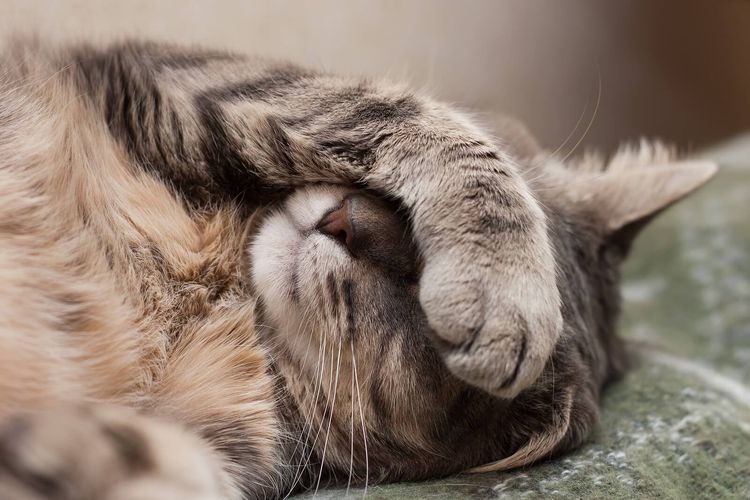 El gato duerme